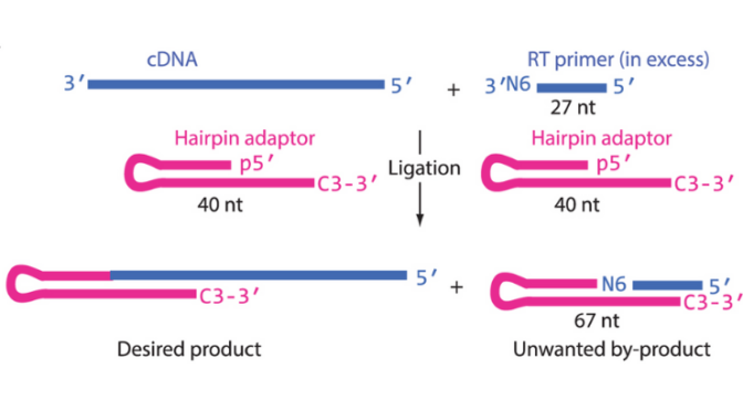 Low Sequence Bias Single Stranded DNA Ligation Invent Penn State