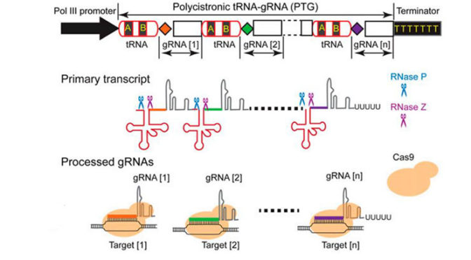 RNA-Guided Multiplex Genome Editing via the tRNA Processing System ...