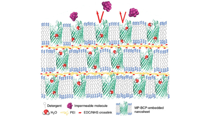 An Organic Solvent Method for Preparing Biomimetic Membranes