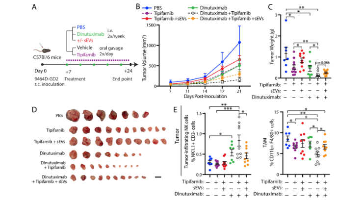 Figure 1. Experimental design and tumor growth for neuroblastoma sEVs.