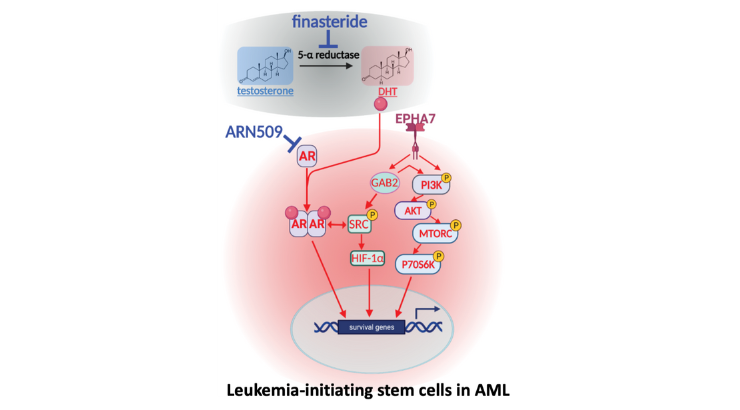 Leukemia initiation stem cells in AML