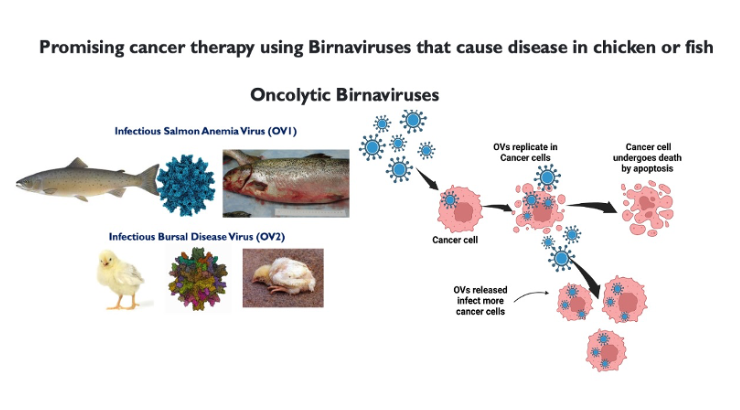 Figure 1. Cancer therapy using Birnaviruses that do not infect humans.