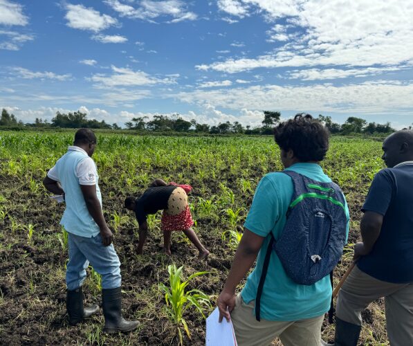 Four individuals out in farm setting looking at crops